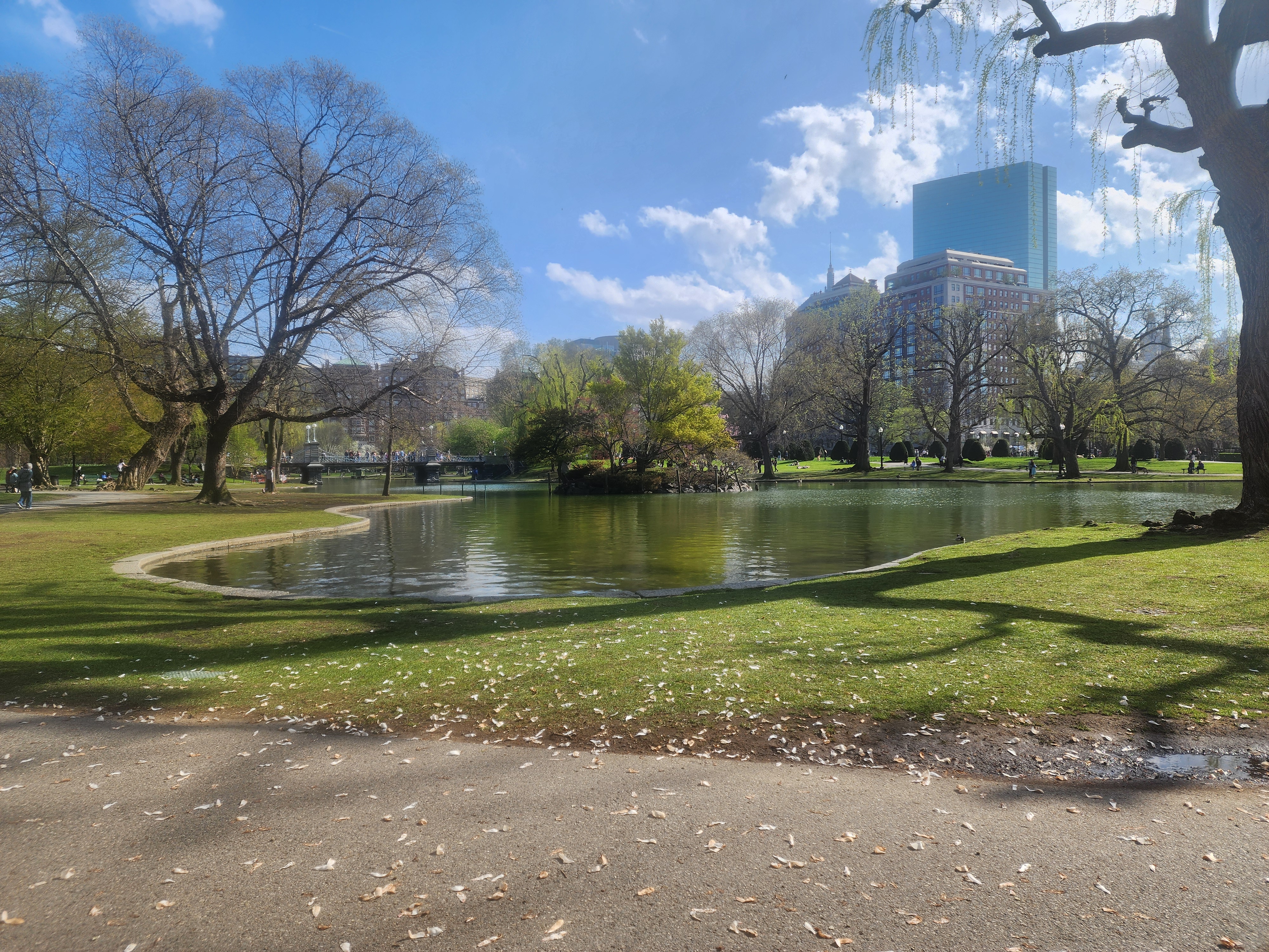Boston Public Garden lagoon, its small island and willows, with the Hancock tower beyond the trees.